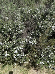 Prostanthera cuneata