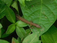 Takydromus sexlineatus