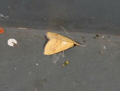 Hyalobathra brevialis
