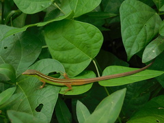 Takydromus sexlineatus