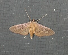 Hymenoptychis sordida