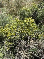 Ozothamnus cupressoides