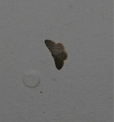 Idaea simplex