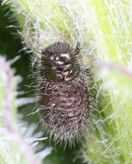 Doryphorina