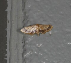 Idaea trypheropa
