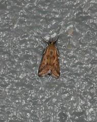 Achyra massalis
