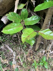 Parsonsia alboflavescens