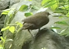 Sarothrura elegans