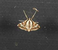 Agrioglypta excelsalis