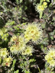 Kunzea muelleri