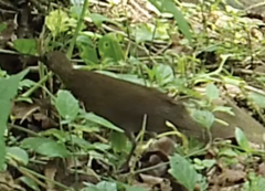 Sarothrura elegans