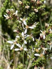 Olearia