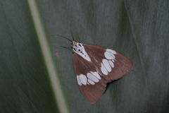 Nyctemera lacticinia