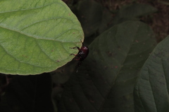 Paratrachelophorus nodicornis