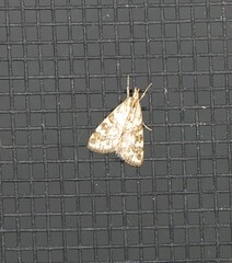 Aporocosmus lamprodeta