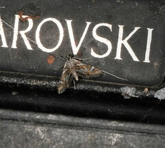 Anydraula pericompsa
