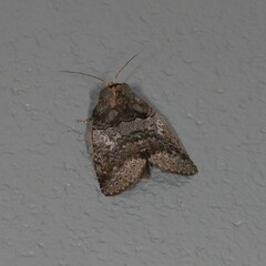 Archigargetta amydra