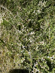 Olearia