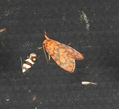 Miltochrista quadrilineata