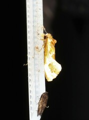 Moerarchis placomorpha