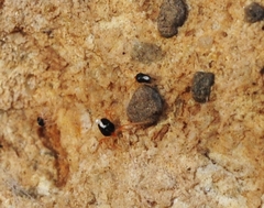Penthaleus major