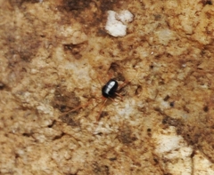 Penthaleus major