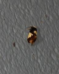 Monopis cirrhospila