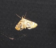 Nymphicula queenslandica
