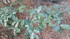 Quercus eduardii