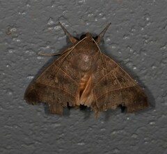 Ophiusa hituense