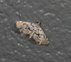 Parapoynx polydectalis