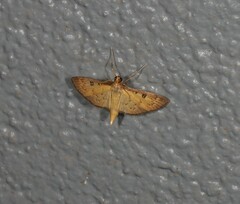 Tatobotys janapalis