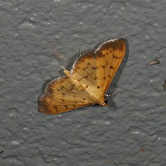 Patania balteata