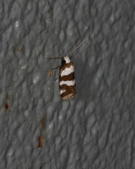 Prepocosma schalidota