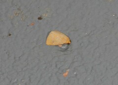 Rivula everta