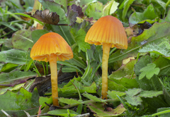 Hygrocybe mucronella