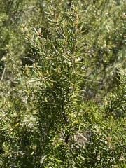 Grevillea australis