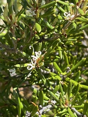 Grevillea australis