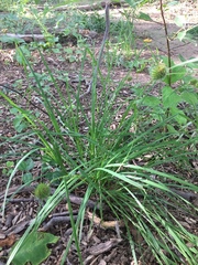 Carex squarrosa