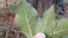 Quercus eduardii