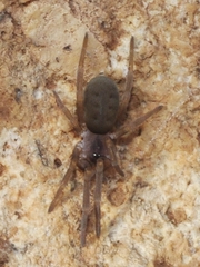 Filistata insidiatrix