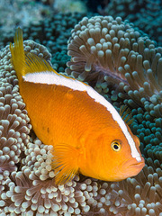 Amphiprion sandaracinos