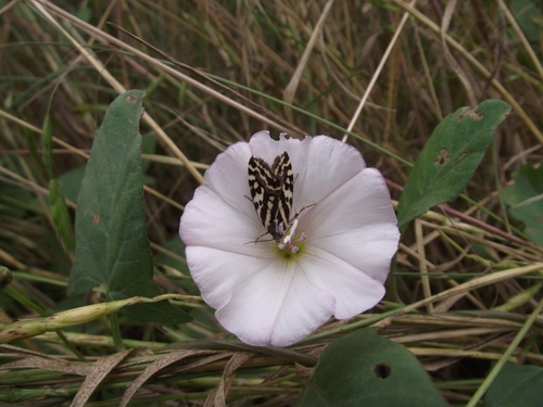 Spotted Sulphur