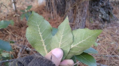 Quercus eduardii