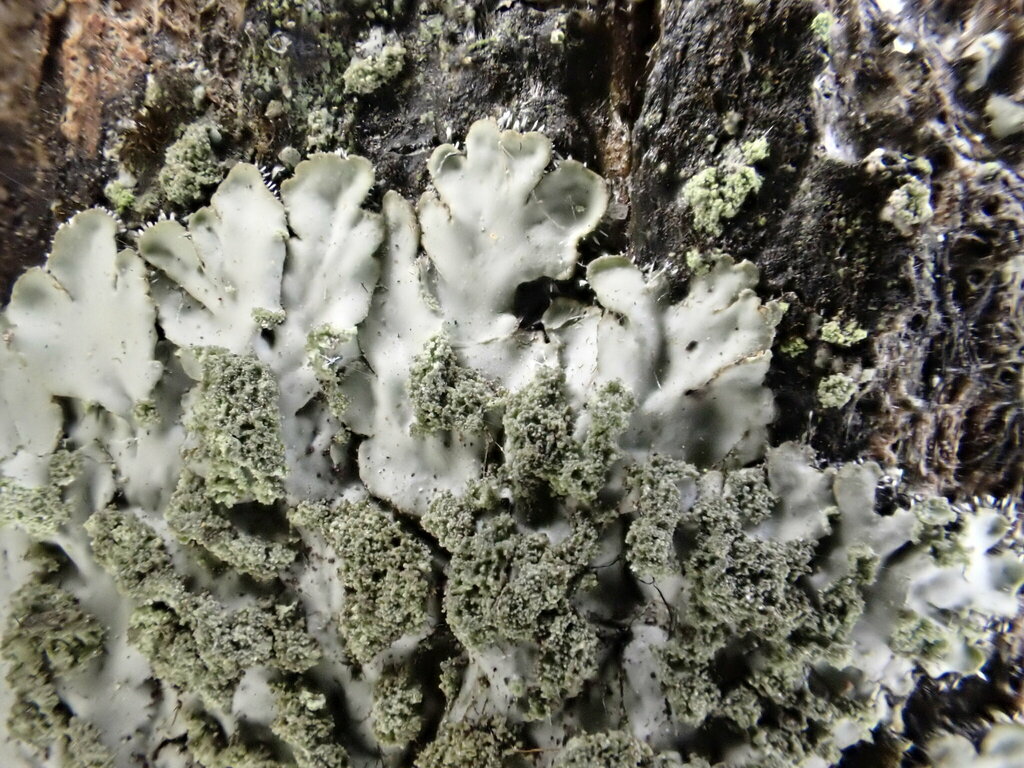 Phaeophyscia limbata