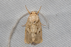 Spodoptera cilium