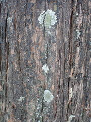 Phaeophyscia limbata