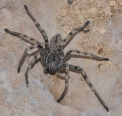 Eusparassus levantinus