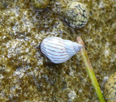 Echinolittorina