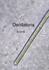 Oscillatoria